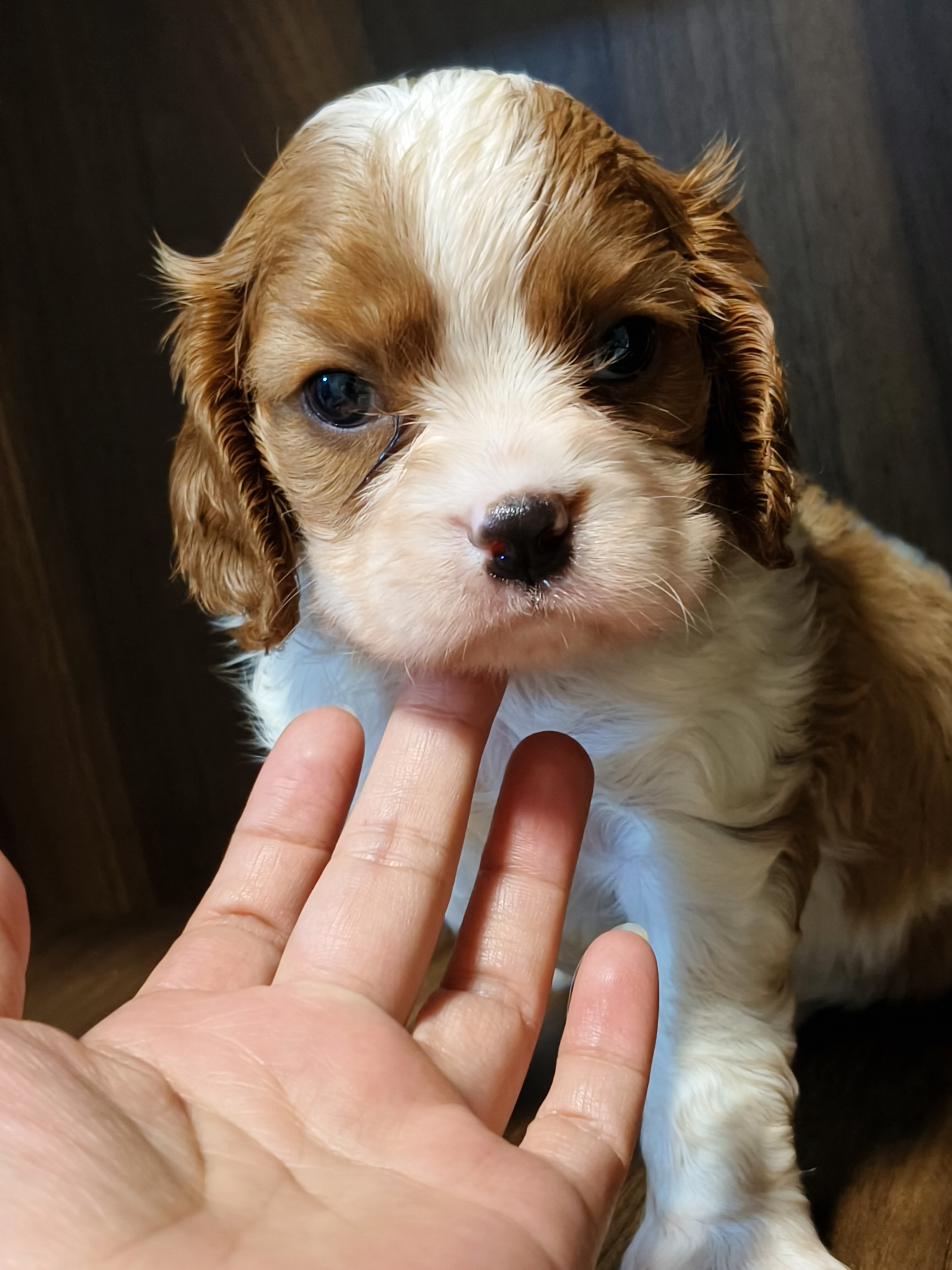 骑士查理王小猎犬，三只公崽，疫苗两针